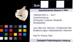 Foto (Objket + Etiketten) von Culmenformosa sp. 